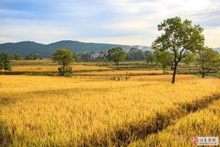 收获的季节,丰收时节的喜悦篇章