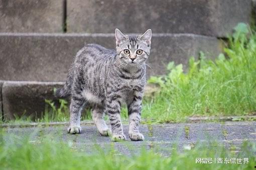 风月不知情深,探寻情感世界的微妙变迁